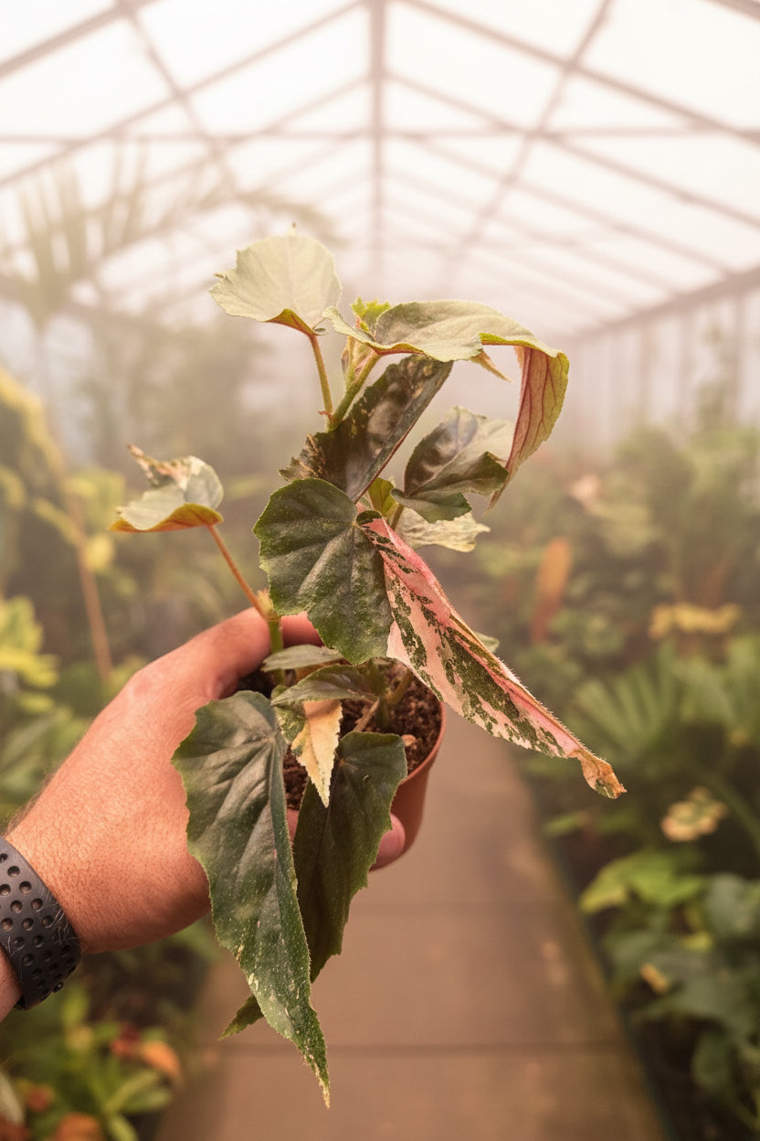 Begonia ‘Ginny Galaxy’ Variegated
