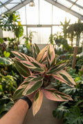 Stromanthe Triostar 6”