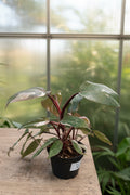 Philodendron Red Anderson 4"