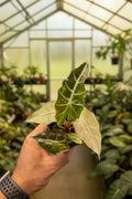 Alocasia Sanderiana Bull Pink 3"