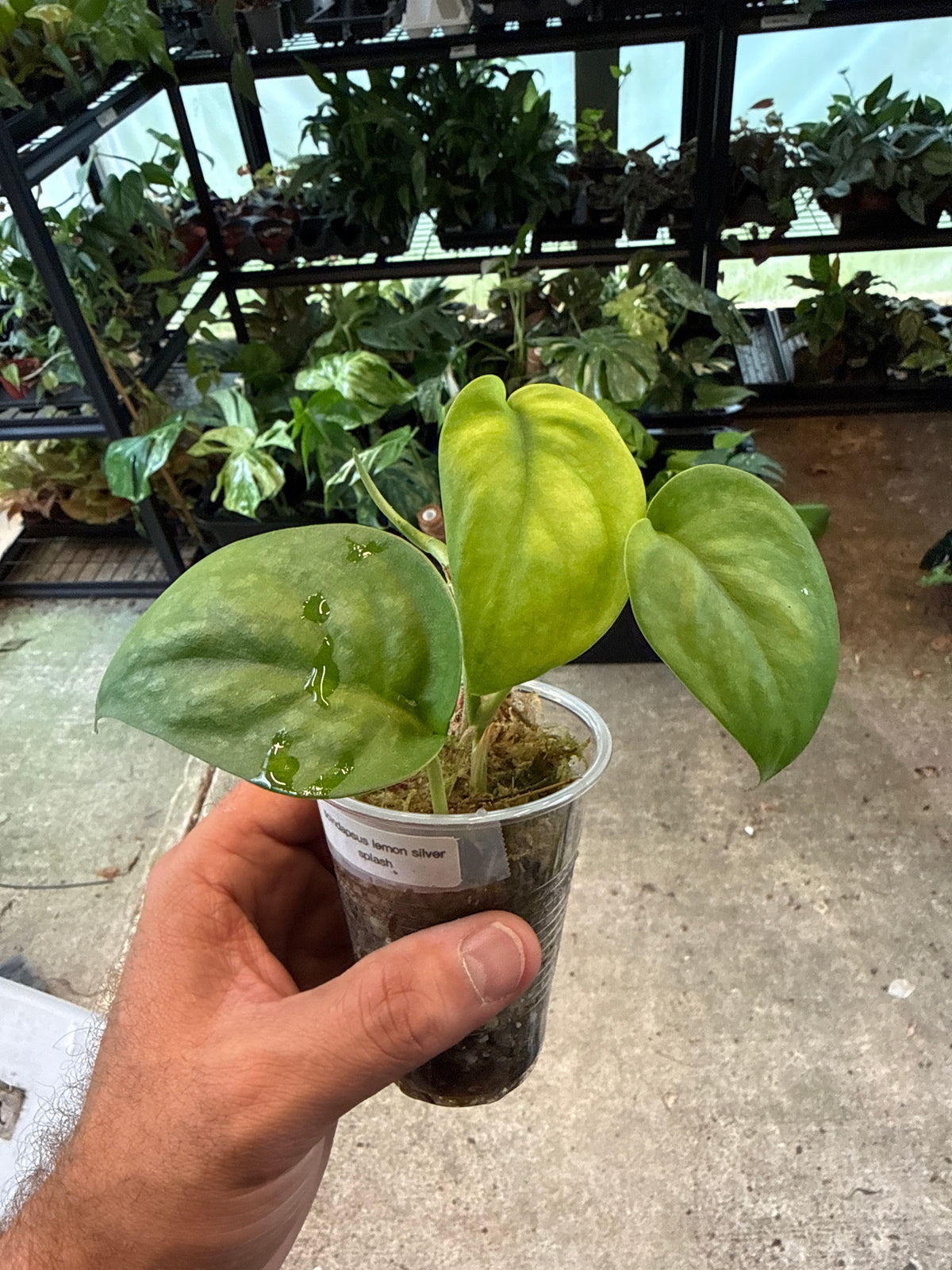 Scindapsus Lemon Silver Splash 30