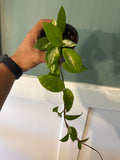 Hoya Krimson Princess 4"