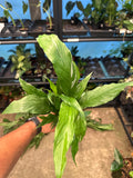 Spathphyllum Domino Peace Lily Variegated