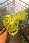 Monstera Lemon Lime