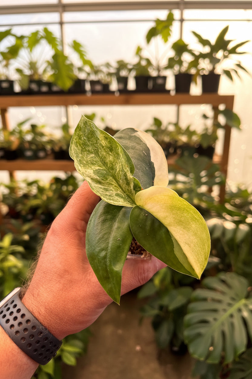 Scindapsus Jade Satin Albo