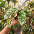 Begonia 'Pink Snowcapped'