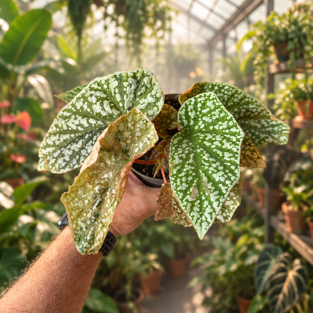 Begonia 'Pink Snowcapped'