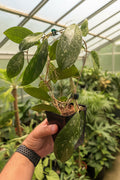 Hoya Crassipetiolata x Michelle Hybrid Mother