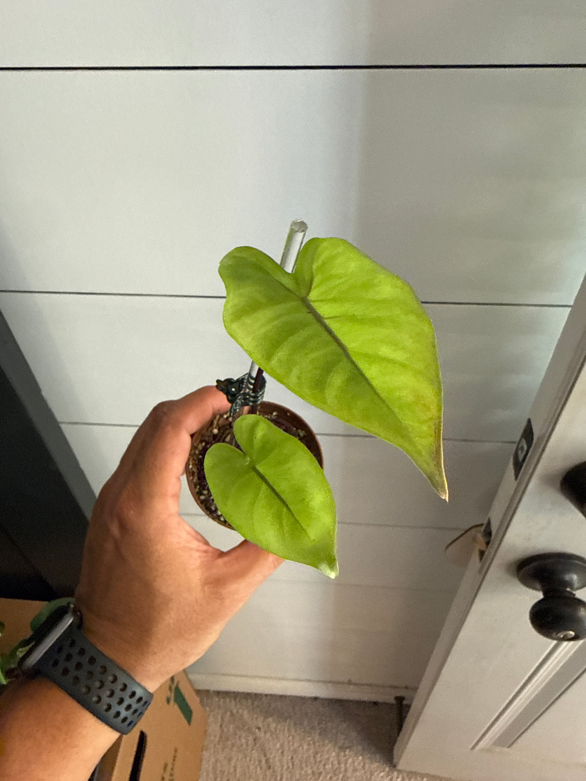 Alocasia Macrorrhiza Black Stem 4”
