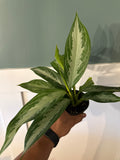 Agleonema Silver Bay 4”