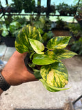 Epipremnum Hawaiian Pothos 4”