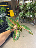 Agleonema Red Panama 4”