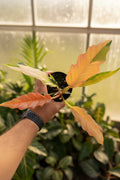 Philodendron Caramel Marble Heatwave