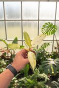 Philodendron Whipple Way