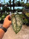 Scindapsus Army