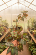 Begonia Withlacoochie