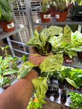 Epipremnum Snow Queen Pothos 4”