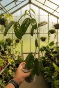 Hoya Globulosa Mother