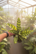 Calathea Rattlesnake 6”