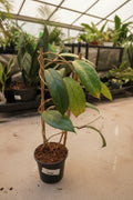 Hoya Vitellinoides Trellis 5"