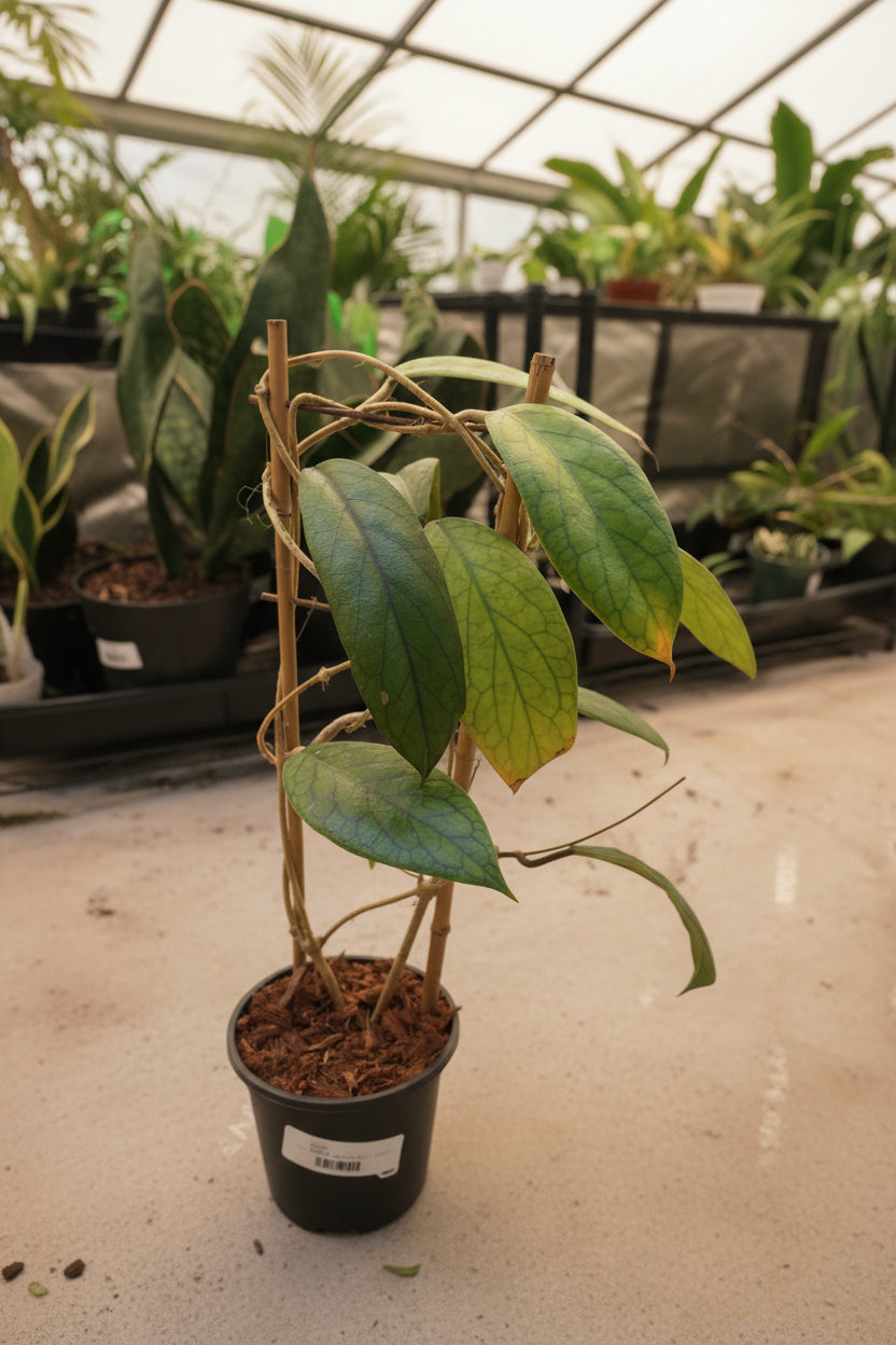 Hoya Vitellinoides Trellis 5"