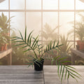 Philodendron Tortum 4"