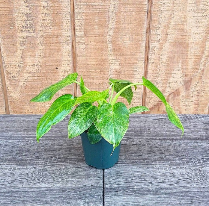 Philodendron Giganteum Blizzard 4”