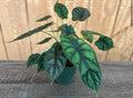 Alocasia Dragon Scale 4”