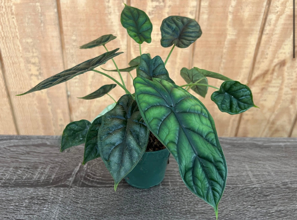 Alocasia Dragon Scale 4”