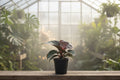 Philodendron Red Heart 4”