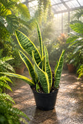 Sanseveria Laurentii 5”
