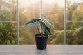 Alocasia Longiloba Suhirmaniana Purple 4”