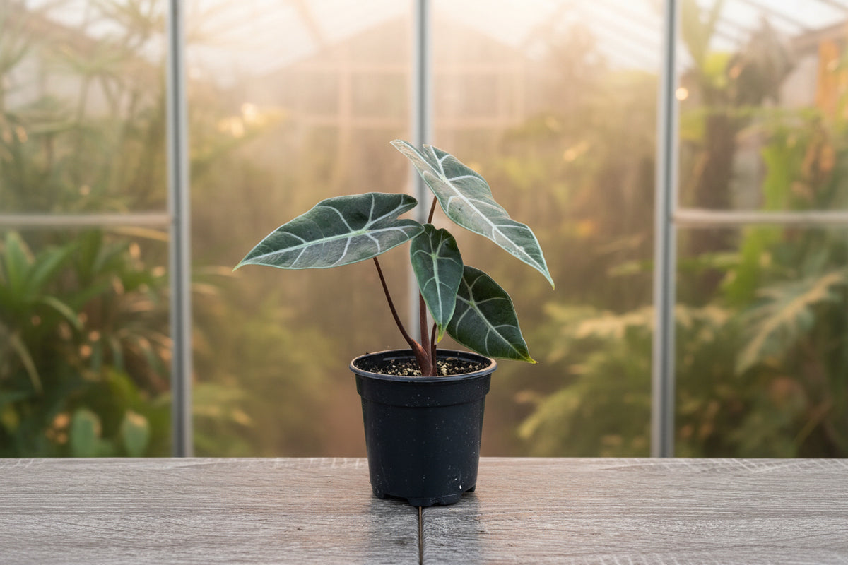 Alocasia Longiloba Suhirmaniana Purple 4”