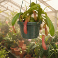 Nepenthes Alata Pitcher 4” HB