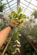 Hoya Flamingo Dream