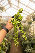 Hoya Hindu Rope