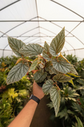 Begonia Snow Capped