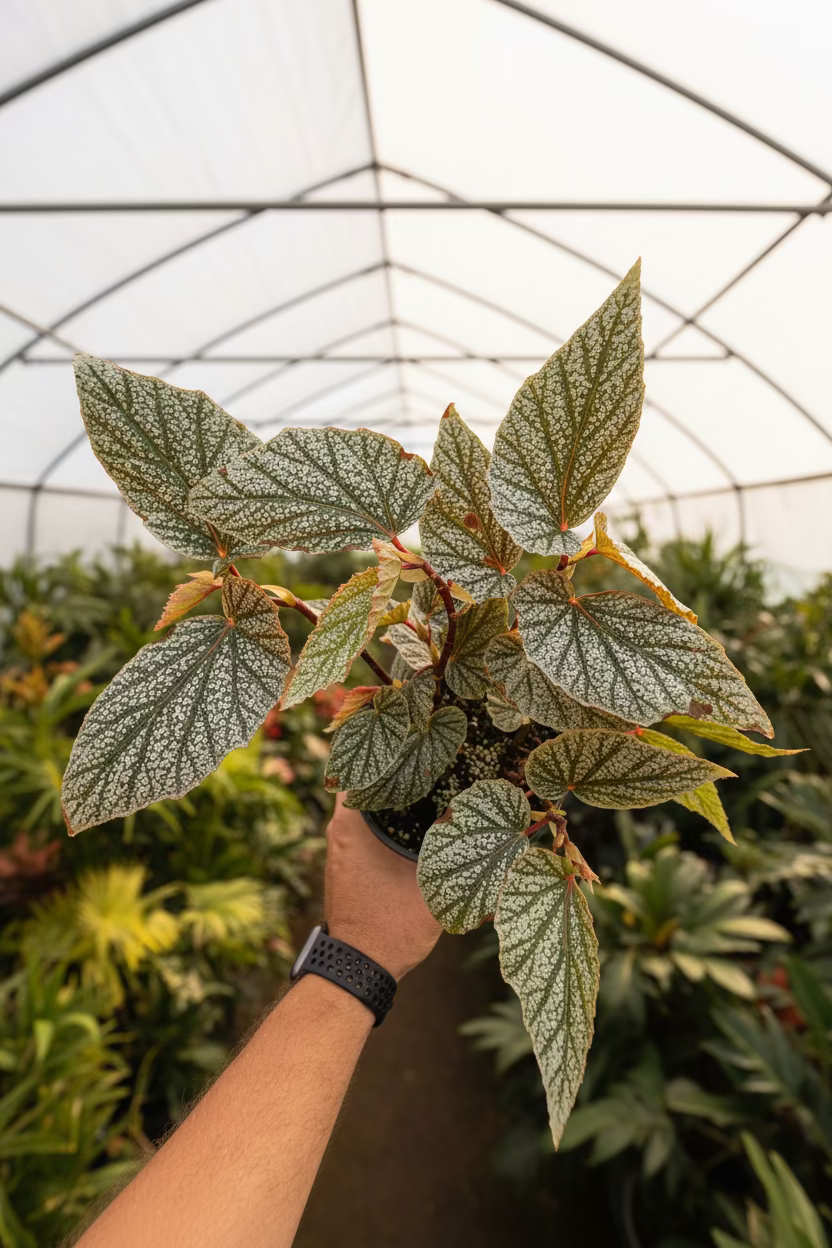 Begonia Snow Capped