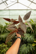 Begonia Benigo Pink 6”