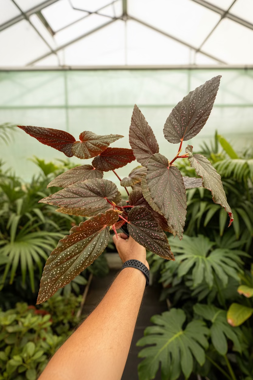 Begonia Benigo Pink 6”