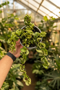 Hoya Hindu Rope 6”