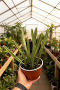 Stapelia leendertziae