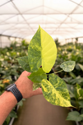 Alocasia Gageana Aurea