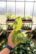 Alocasia Wentii Aurea Variegated