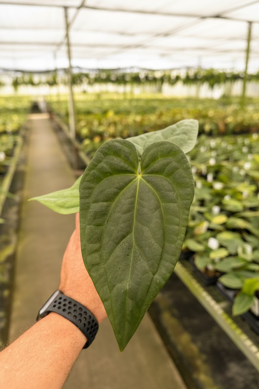 Anthurium Magnificum x Silver Blush