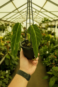 Anthurium Warocqueanum 4”