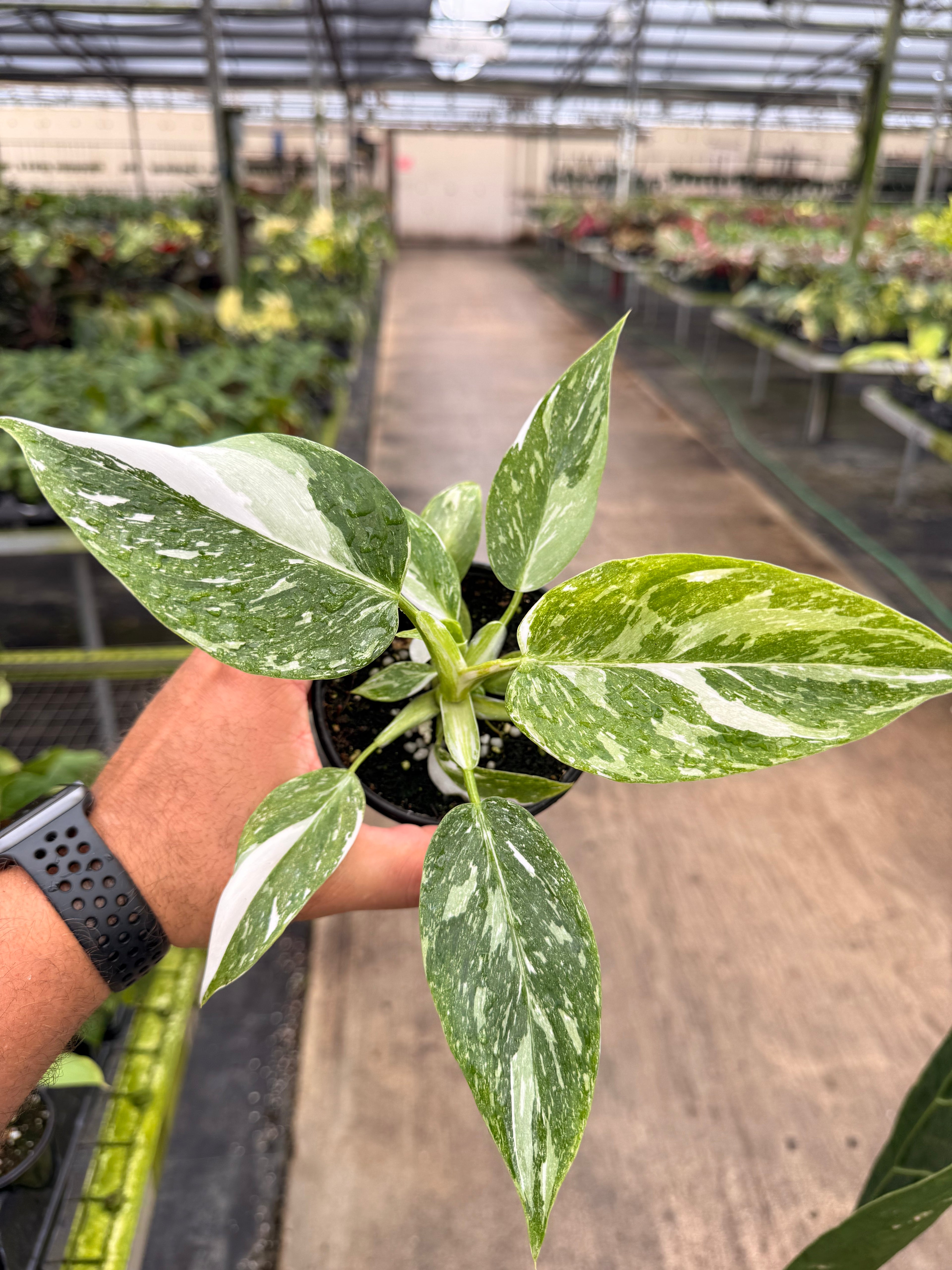 Philodendron White Princess Galaxy