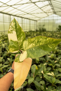 Philodendron Strawberry Shake