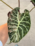 Alocasia Watsoniana Pink