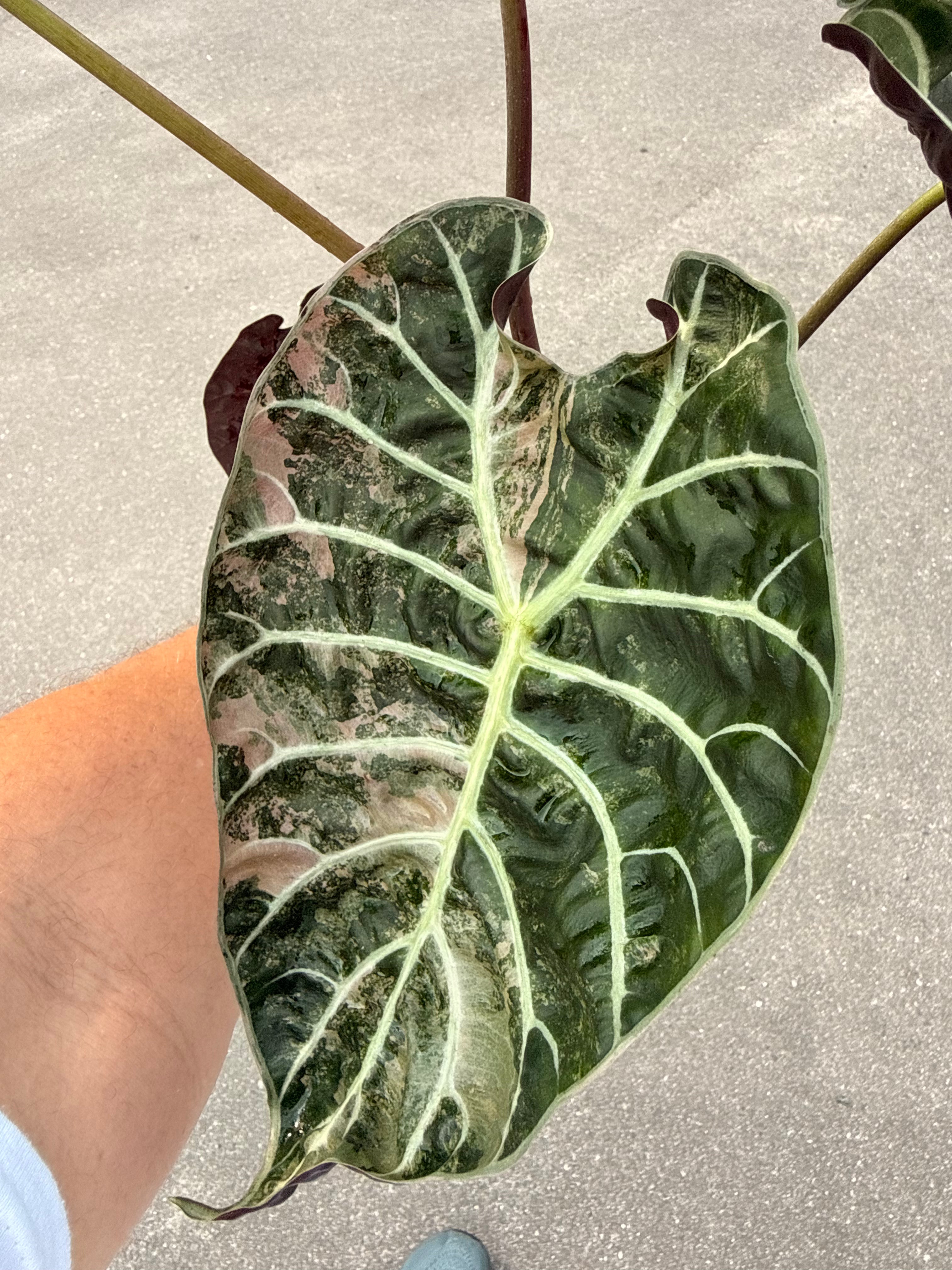 Alocasia Watsoniana Pink